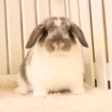 animal_image