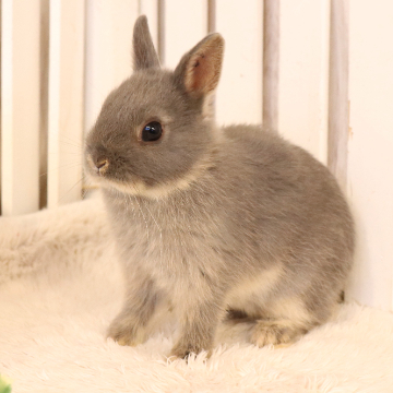 animal_image