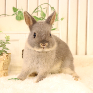 animal_image