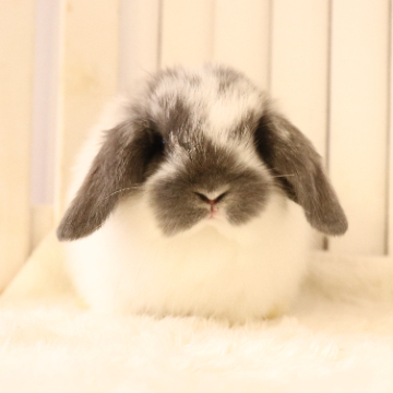 animal_image