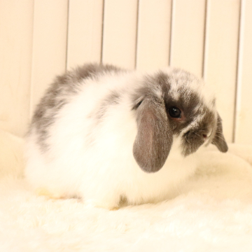animal_image