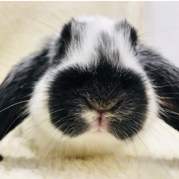 animal_image