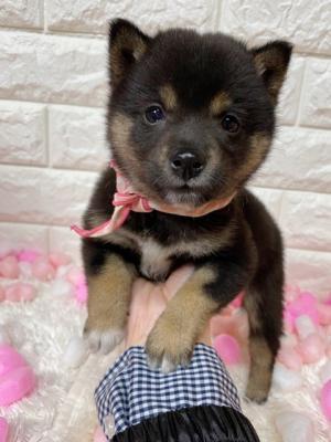 animal_image