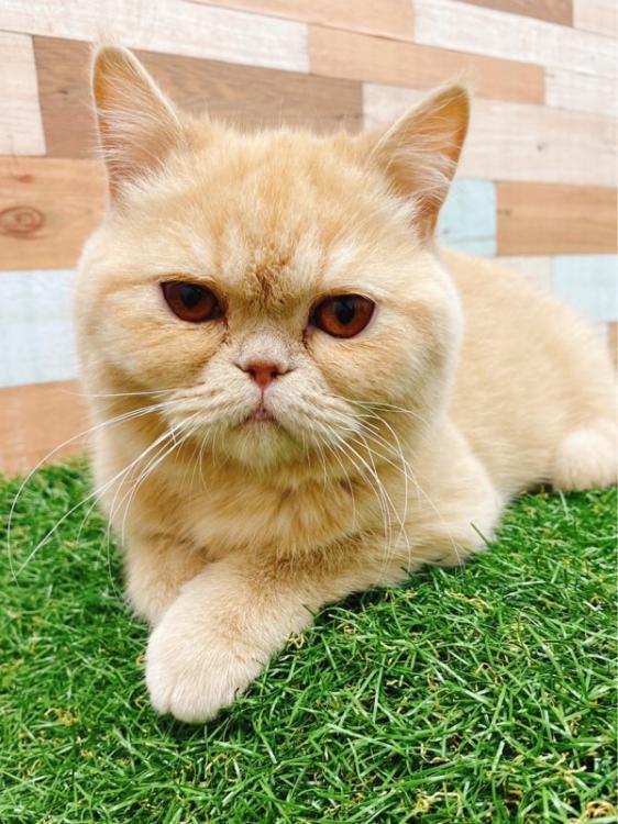 animal_image