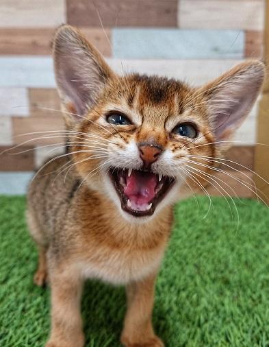 animal_image