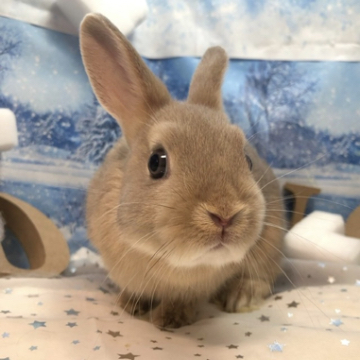 animal_image
