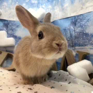 animal_image