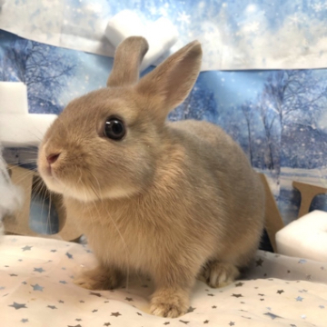 animal_image