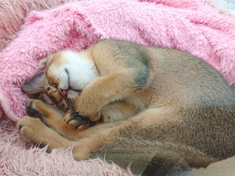 animal_image