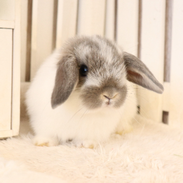 animal_image