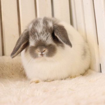 animal_image