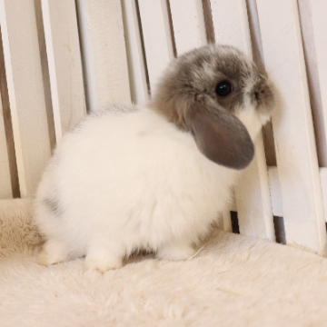 animal_image