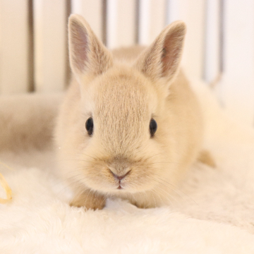 animal_image