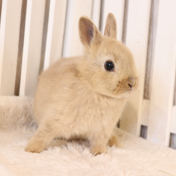 animal_image