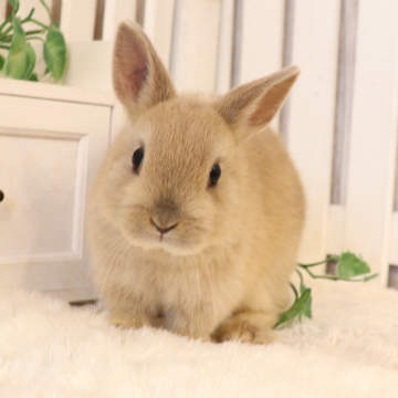 animal_image