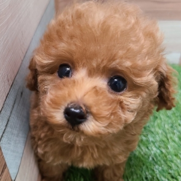 animal_image