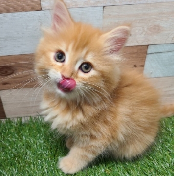 animal_image
