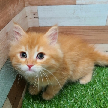 animal_image