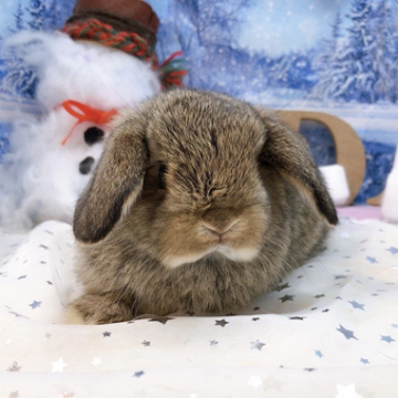 animal_image