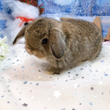 animal_image