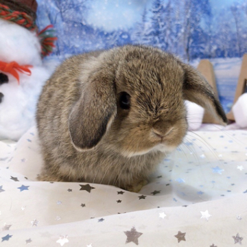 animal_image