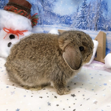 animal_image