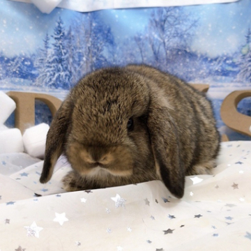 animal_image