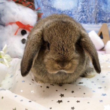 animal_image