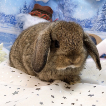 animal_image