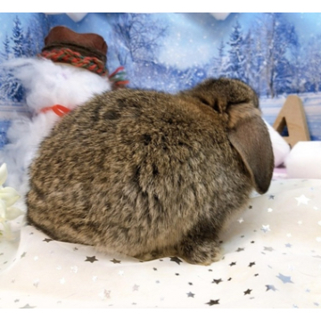 animal_image