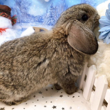 animal_image