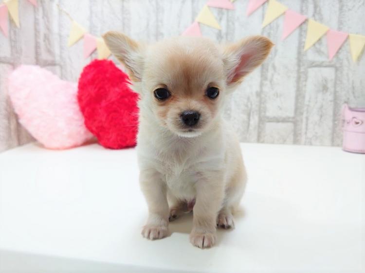 animal_image
