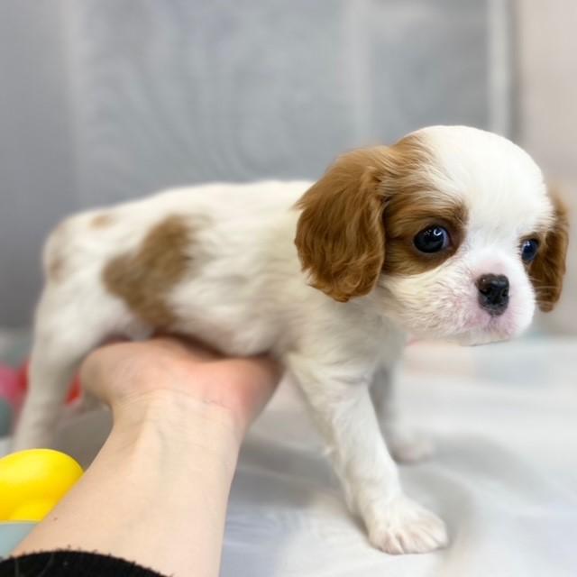 animal_image