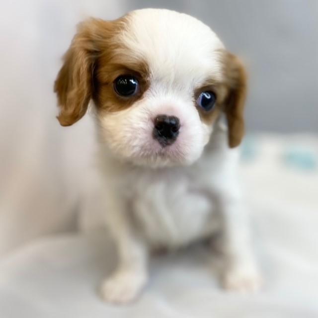 animal_image
