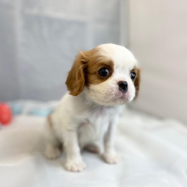 animal_image