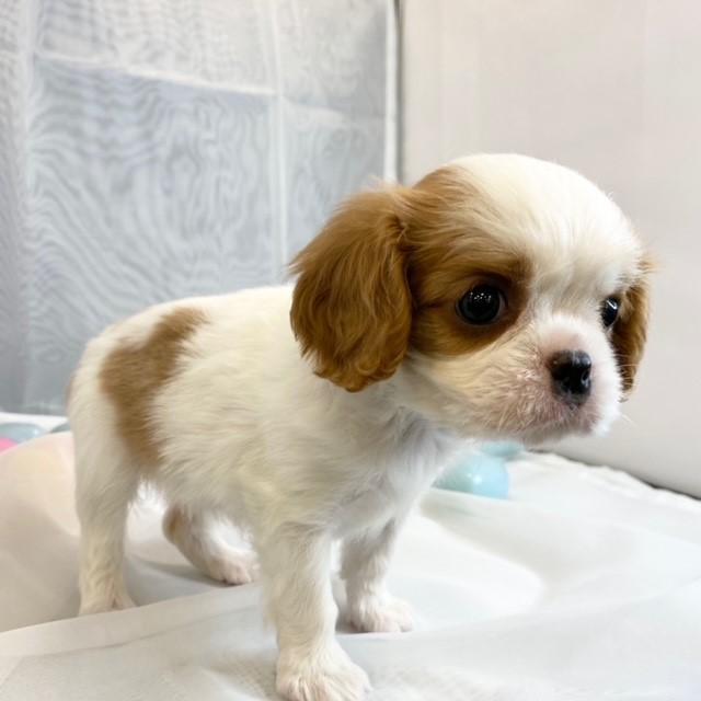 animal_image