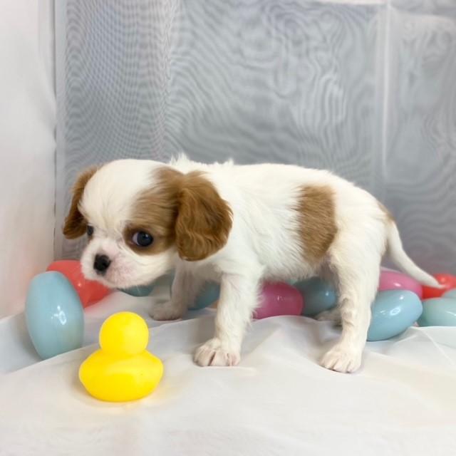 animal_image