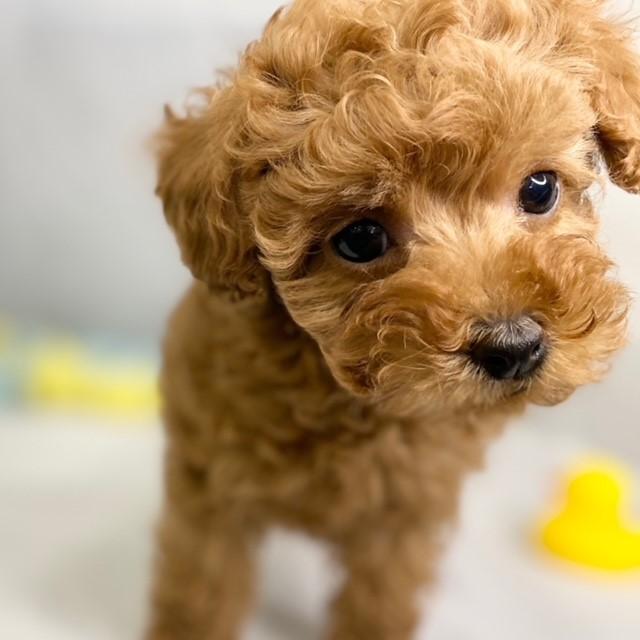 animal_image