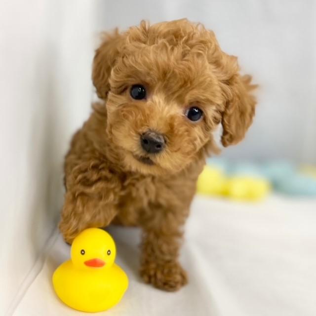animal_image