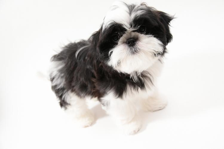 animal_image