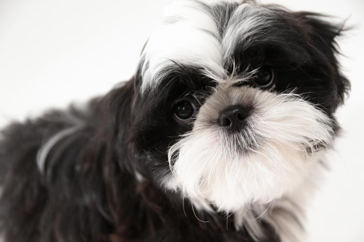 animal_image