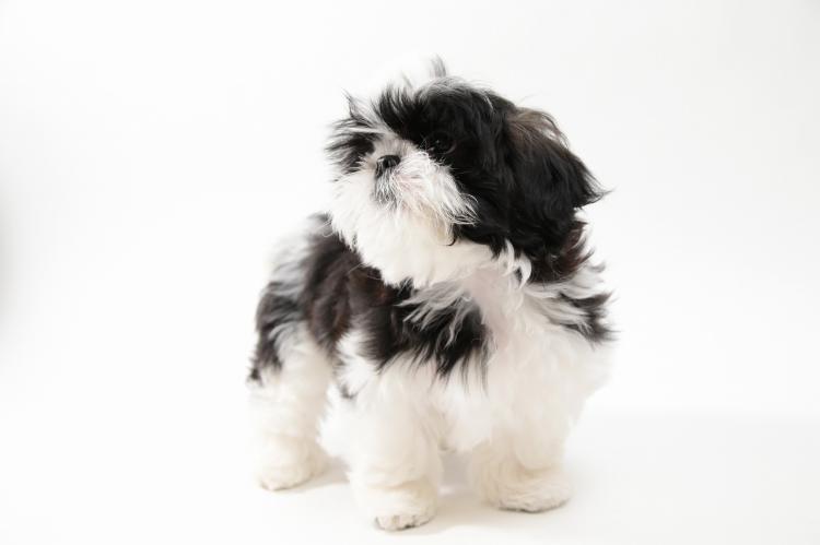 animal_image