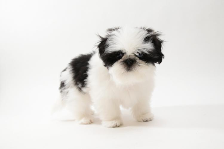 animal_image
