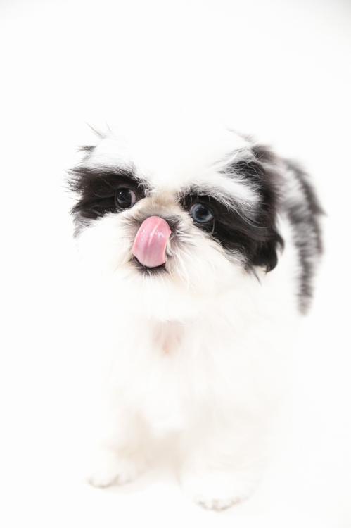 animal_image