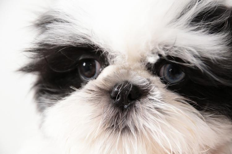 animal_image