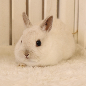 animal_image