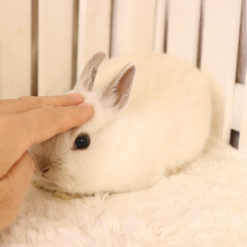 animal_image
