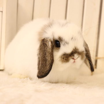 animal_image