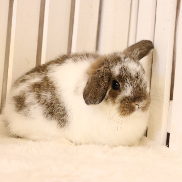 animal_image