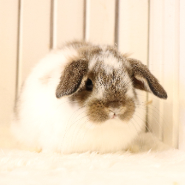 animal_image